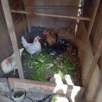 مرغ و خروس