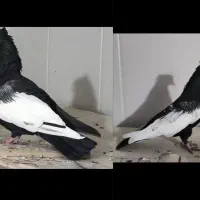 کبوتر|پرنده|مرودشت, شهرک مهدیه|دیوار