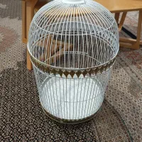 قفس عروس هلندی یا مرغ مینا