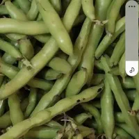 باقالی تر پیله بلند کیلویی ۲۴