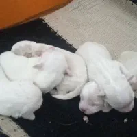 سگ شیتزو|سگ|کرمان, |دیوار