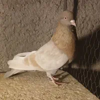 11تا کبوتر هواگرفته یجایی فروشی|پرنده|شاهرود, |دیوار