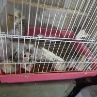 5 جفت عروس و 4عدد گرینچیک 8عدد جوجه عروس|پرنده|قرچک, شهرک الحدید|دیوار