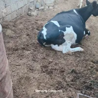 گاو هلشتاین با گوساله نر