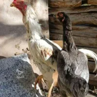 خروس و مرغ لاری