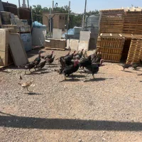 بوقلمون نرماده (با سگ خوب ادم گیر طاق میزنم )|حیوانات مزرعه|قزوین, |دیوار