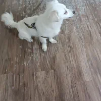 سگ پاکوتاه|سگ|خرم‌آباد, |دیوار