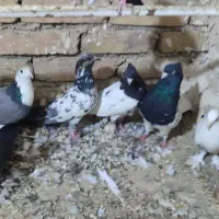 تعدادی کفتر خوب