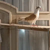کله سینه طوقی ساده سار کبوتر رنگی