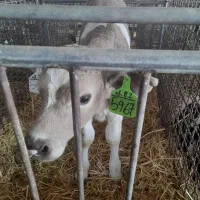 راننده تراکتور