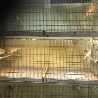 انواع قناری نر همه یکساله همگی بخوان|پرنده|گرگان, |دیوار