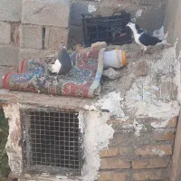 ساده و سینه مشکی