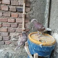 چند جفت پلاکی|حیوانات|زاهدان, |دیوار