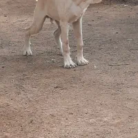 توله ۸ ماهه اصیل خراسانی