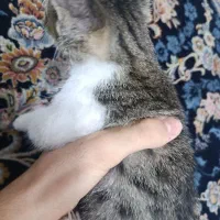 گربه