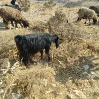 بزکهره دار|حیوانات مزرعه|ارژن, |دیوار