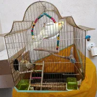 عروس هلندی