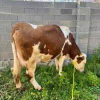 گاو سیمینتال با گوساله ماده