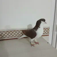 خوشرنگ سرخ نر