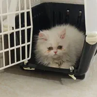 گربه پرشین دال فیس