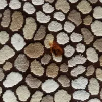 فرش|فرش|تهران, شهرک صادقیه|دیوار