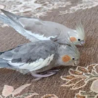 عروس هلندی