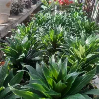 گل و گیاه|گل و گیاه طبیعی|کرج, اصفهانی‌ها|دیوار