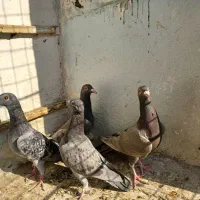 ۸عدد کفتر المانی ماده ۲عددسرکه ای ماده|پرنده|تهران, شیوا|دیوار