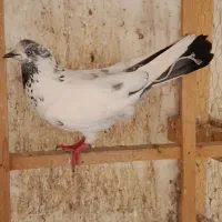 کبوتر پرشی غریب