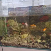 فروش آکواریوم با تمام تجهیزات وماهی|ماهی|آباده, |دیوار