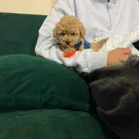 پودل ریزه میزه