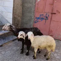 میش بره ماده