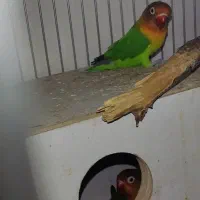 یک جفت کوتوله فیشر