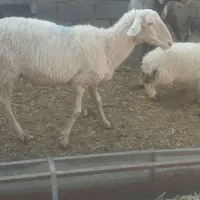 میش بره ومیش ابستن