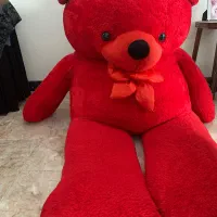 خرس تدی بزرگ