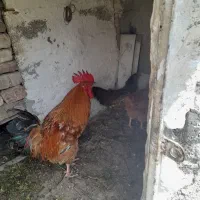 مرغ و خروس