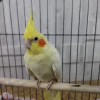 عروس هلندی ماده