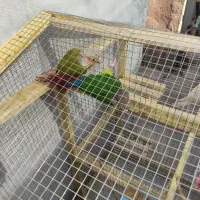 فروش تعدادی پرنده زینتی