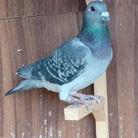 ماده مسافتی