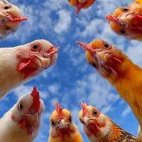 مرغ دانه دان جوجه و مرغ تخمگذار موجود است