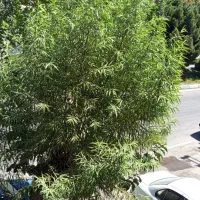 رهن آپارتمان ۷۰ متری ۱ خوابه طبقه ۱ فلاورجان|اجارهٔ آپارتمان|فلاورجان, |دیوار