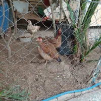 مرغ محلی و تخم گذار