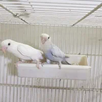 کوتوله سرلاکی تازه دونخور دستی بالغ وحشی|پرنده|قم, چهار امامزاده|دیوار