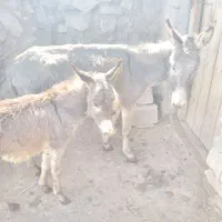 خر جوان نرو ماده