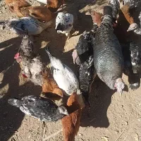 بوقلمون ومرغ تخمگذار فروشی|حیوانات مزرعه|کرفتو, |دیوار