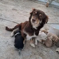 یک جفت سگ پاکوتاه پشمالو(اشپیتز)مولد|سگ|رفسنجان, |دیوار