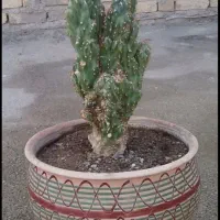 سرگرمی و فراغت|اسباب‌‌بازی|نهاوند, |دیوار
