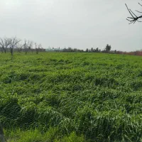 فروش زمین دوهزار متر مناسب کشت و گل خانه و..