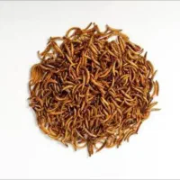 مولد میلورم (سوسک تاریکی)