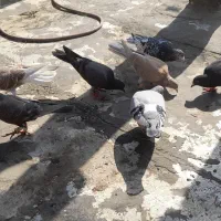 کبوتر